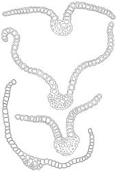 Streblotrichum convolutum, leaf cross-sections. Drawn from J.E. Beever 100-70, AK 289733.
 Image: R.D. Seppelt © R.D.Seppelt All rights reserved